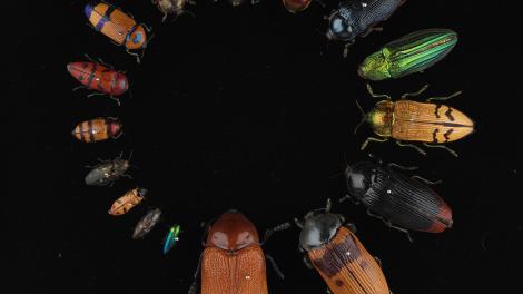 Many beetles arranged in a circle, largest to smallest on a black background